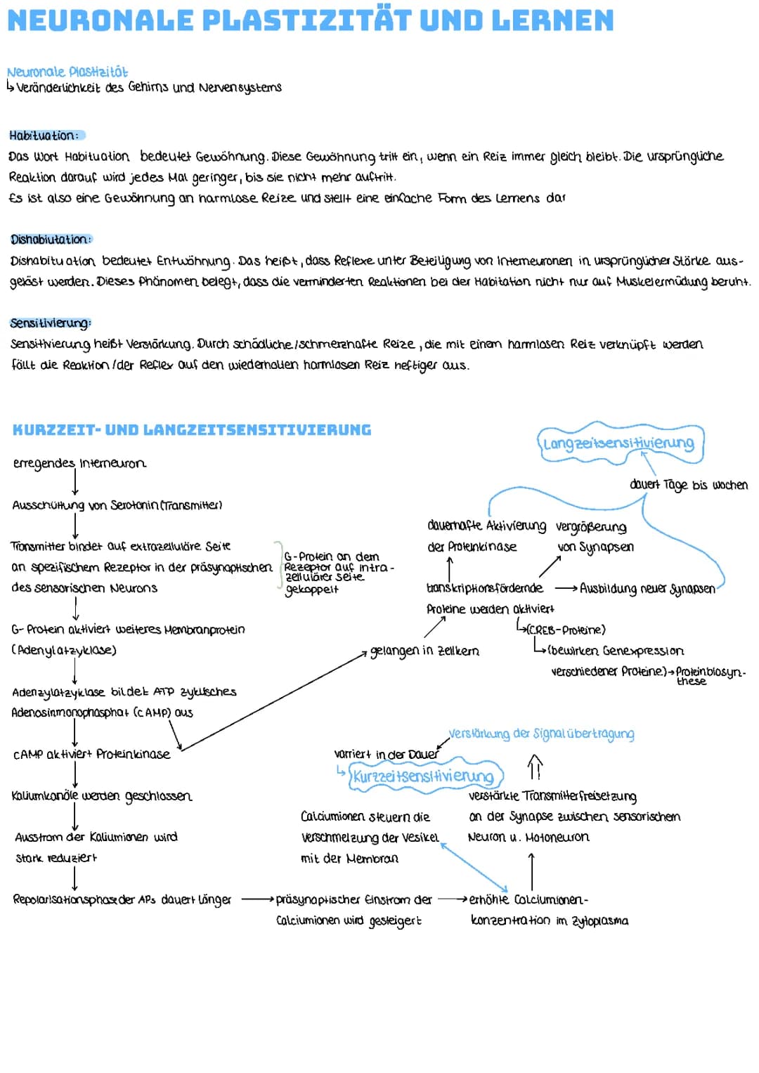 Neuronale Plastizität und Lernen