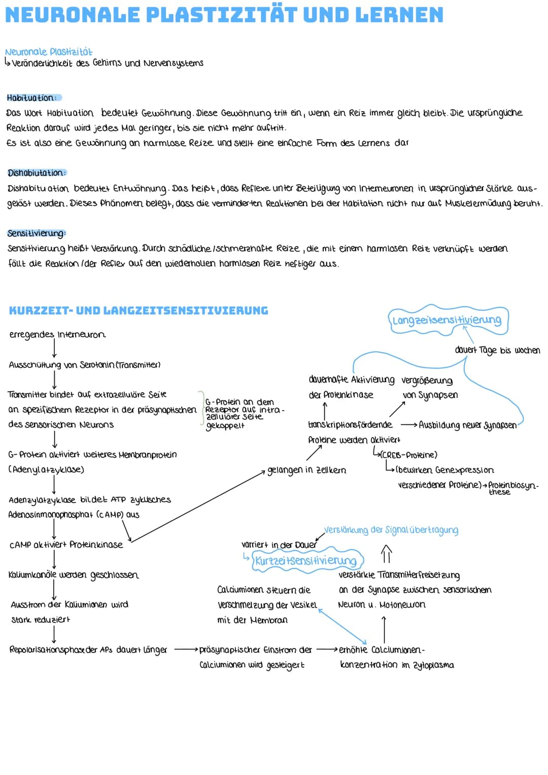 NEURONALE PLASTIZITÄT UND LERNEN
Neuronale Plastizitát
↳veränderlichkeit des Gehirns und Nervensystems
Habituation:
Das Wort Habituation bed