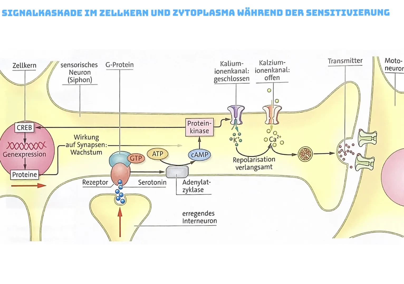 NEURONALE PLASTIZITÄT UND LERNEN
Neuronale Plastizitát
↳veränderlichkeit des Gehirns und Nervensystems
Habituation:
Das Wort Habituation bed