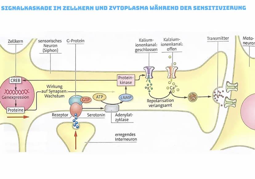 NEURONALE PLASTIZITÄT UND LERNEN
Neuronale Plastizitát
↳veränderlichkeit des Gehirns und Nervensystems
Habituation:
Das Wort Habituation bed