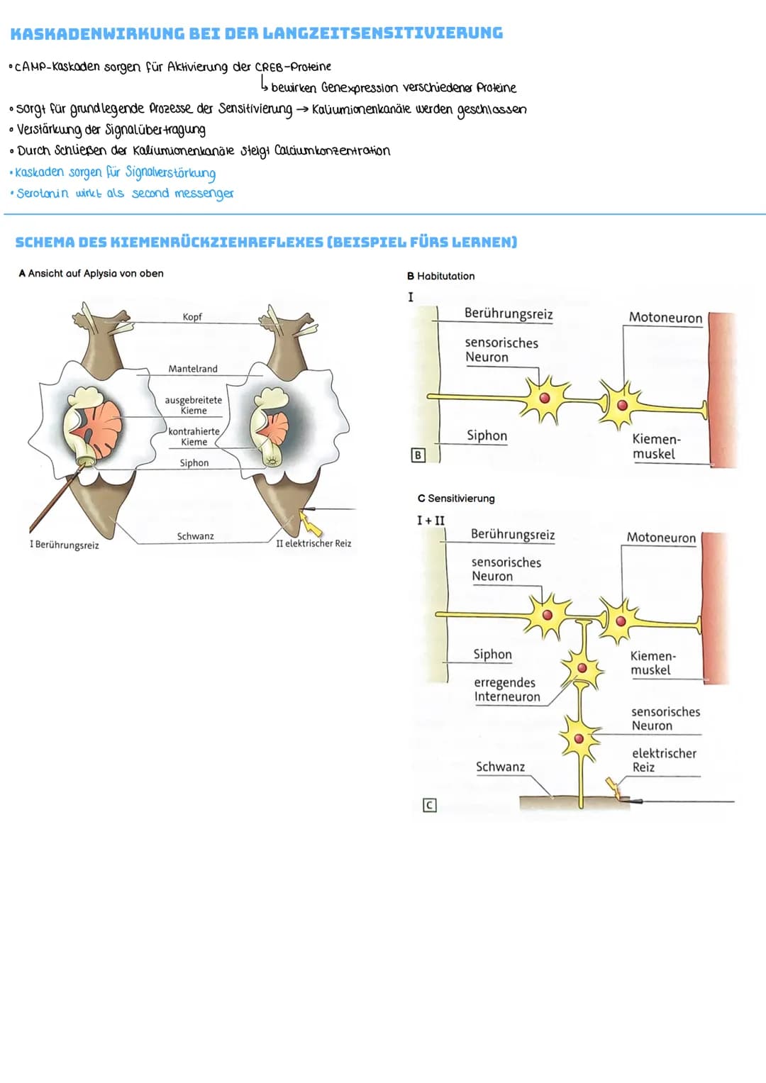 NEURONALE PLASTIZITÄT UND LERNEN
Neuronale Plastizitát
↳veränderlichkeit des Gehirns und Nervensystems
Habituation:
Das Wort Habituation bed