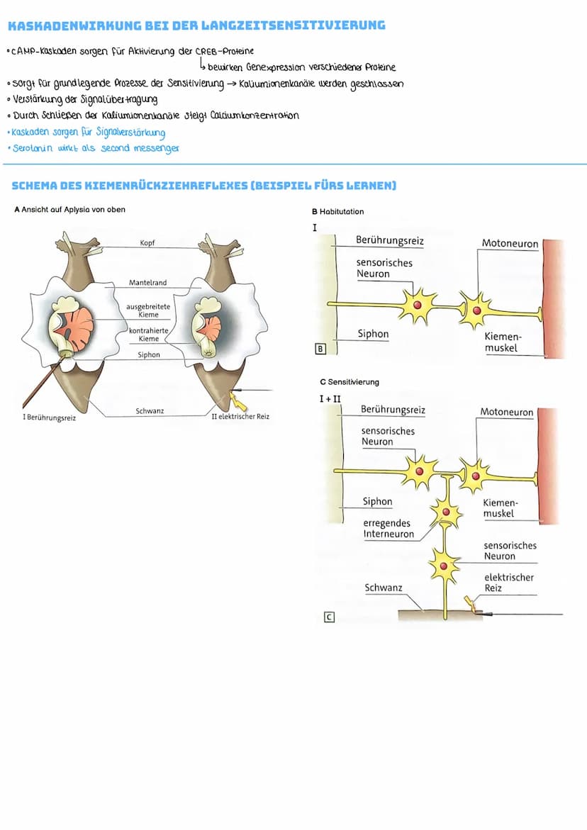 NEURONALE PLASTIZITÄT UND LERNEN
Neuronale Plastizitát
↳veränderlichkeit des Gehirns und Nervensystems
Habituation:
Das Wort Habituation bed