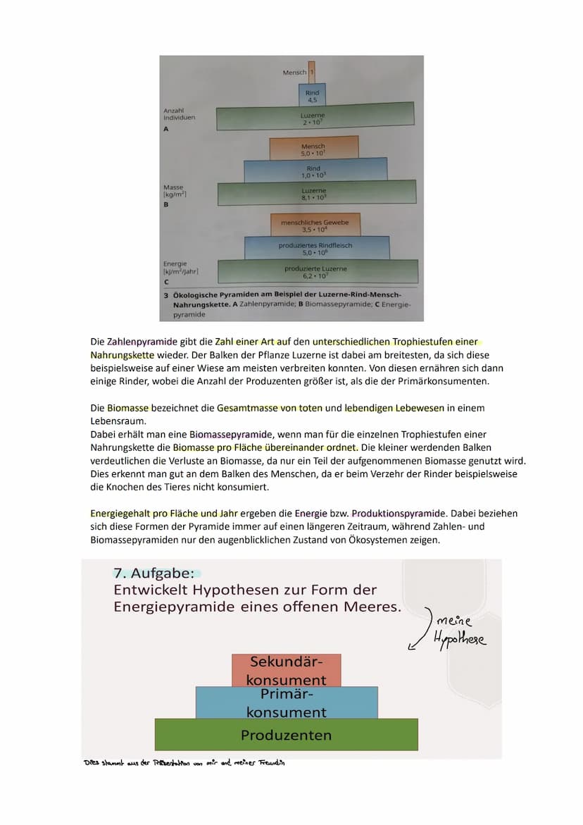 Nahrungsbeziehungen in Ökosystemen
1 Nahrungsbeziehungen
In den verschiedenen Ökosystemen haben sich jeweils spezifische Wechselwirkungen
he