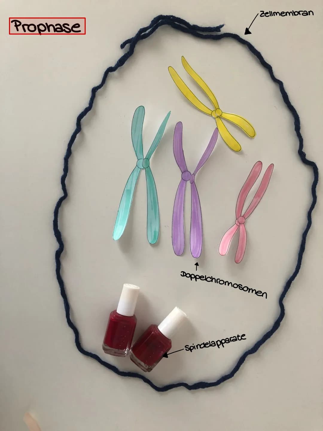 سممد
fait Interphase
Chromosomen
Zellmembran
Kemmembran
-Spindelapparat Interphase
Kemmembran
Chromosomen
Zellmembran
-Spindelapparate Proph