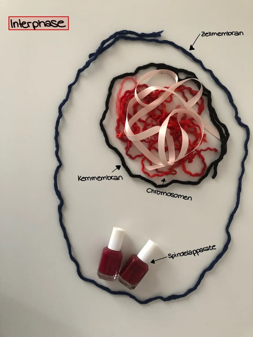 سممد
fait Interphase
Chromosomen
Zellmembran
Kemmembran
-Spindelapparat Interphase
Kemmembran
Chromosomen
Zellmembran
-Spindelapparate Proph