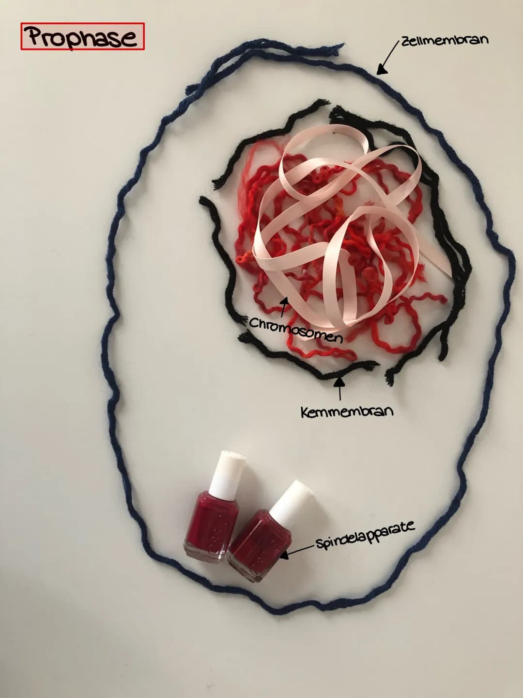سممد
fait Interphase
Chromosomen
Zellmembran
Kemmembran
-Spindelapparat Interphase
Kemmembran
Chromosomen
Zellmembran
-Spindelapparate Proph