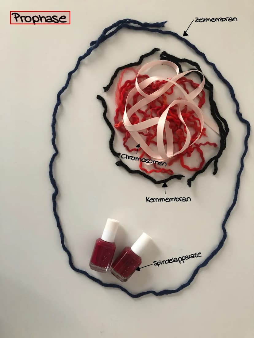 سممد
fait Interphase
Chromosomen
Zellmembran
Kemmembran
-Spindelapparat Interphase
Kemmembran
Chromosomen
Zellmembran
-Spindelapparate Proph