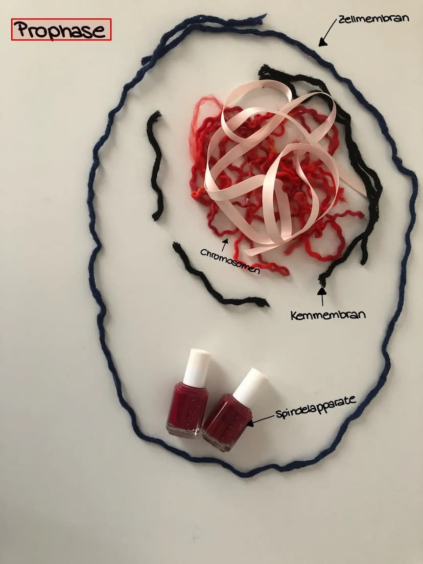 سممد
fait Interphase
Chromosomen
Zellmembran
Kemmembran
-Spindelapparat Interphase
Kemmembran
Chromosomen
Zellmembran
-Spindelapparate Proph