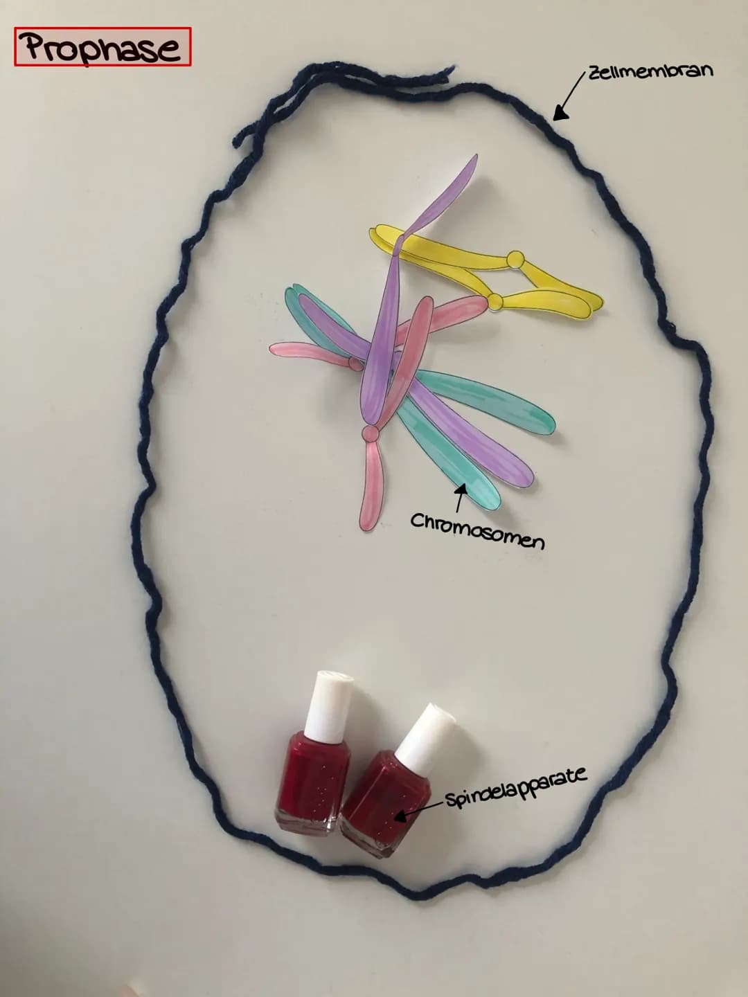 سممد
fait Interphase
Chromosomen
Zellmembran
Kemmembran
-Spindelapparat Interphase
Kemmembran
Chromosomen
Zellmembran
-Spindelapparate Proph