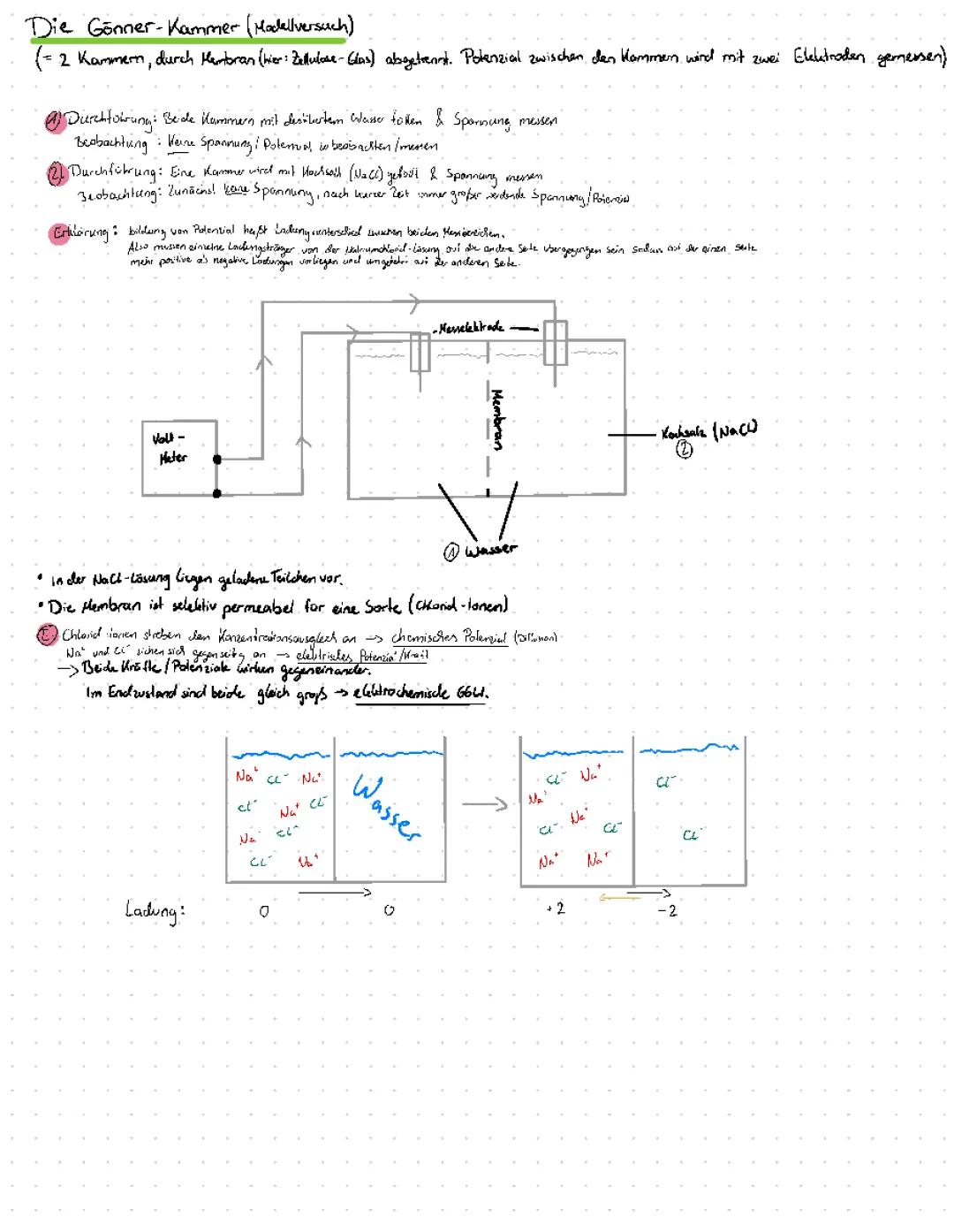 Die Gönner-Kammer: Osmose, Ruhepotential & Elektrochemische Spannungsreihe einfach erklärt