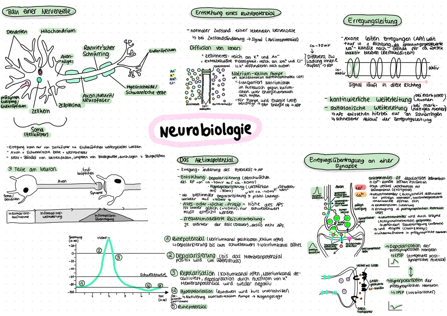 Ban einer Nervenzelle
Dendriten
präsynapt.
Endigung/
Endknöpfchen
Somal
Dendriten
Mitochondrium
Zell kern
Soma
(zellkörper)
Informations-
au