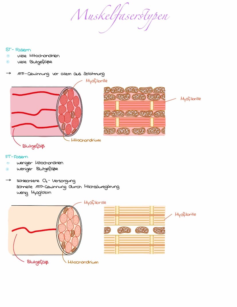 ST-Fasem
viele Mitochondrien
viele Blutgefäße
O
ATP-Gewinnung vor allem aus Zellatmung
Myofibrille
•Blutgefäß
FT-Fasem
weniger Mitochondrien