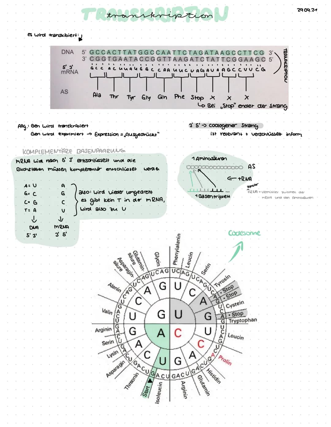 DA
A
Adenin
G
Guamin
ker
CS
Phosphat
CS
1
Phosphat
TINA
rcs
1
сч
1
C3
Zucker
Zucke
Zucker
T
S'Enae
Thymin
с
C2
Cytosin
CS
1
сч
CCS
1
C3
сч
1