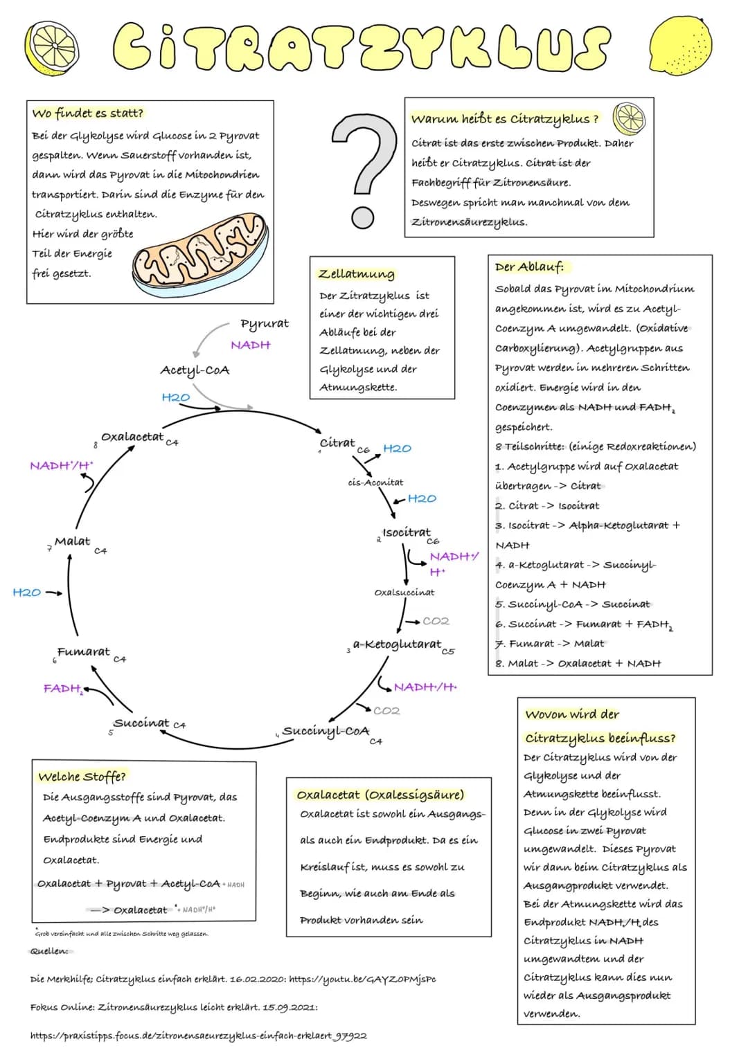 Wo findet es statt?
Bei der Glykolyse wird Glucose in 2 Pyrovat
gespalten. Wenn Sauerstoff vorhanden ist,
dann wird das Pyrovat in die Mitoc
