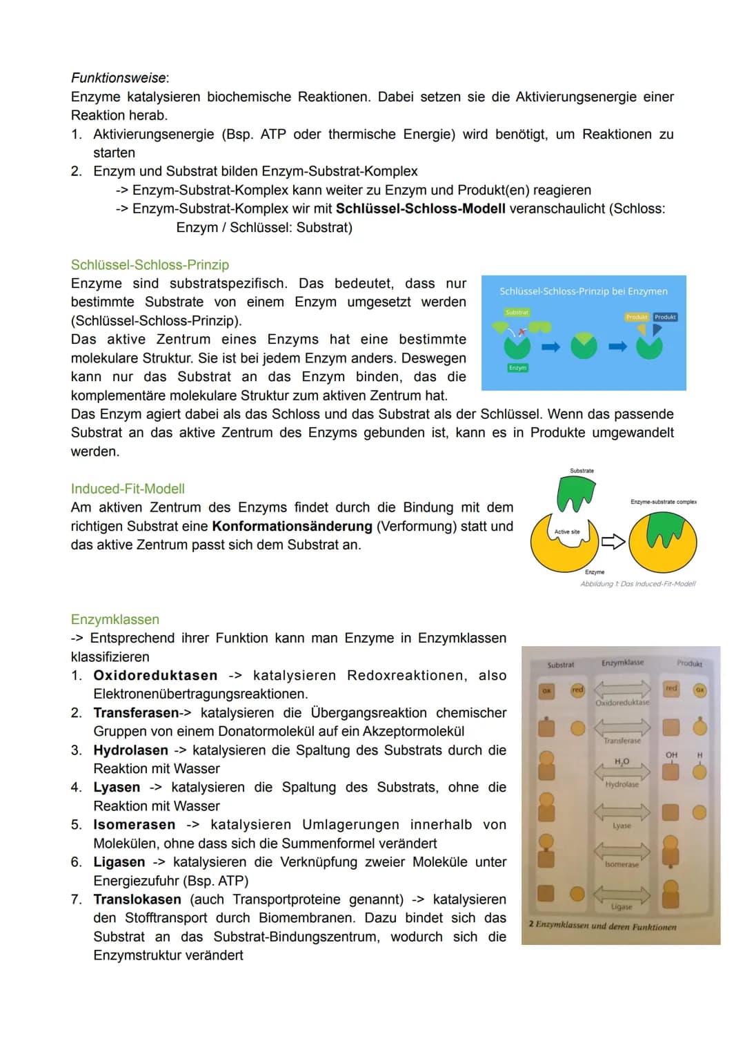 Biologie Lernzettel - Thema: Enzymatik
Definition
Enzyme sind Proteine, die als Biokatalysatoren agieren.
Das bedeutet, dass sie chemische R