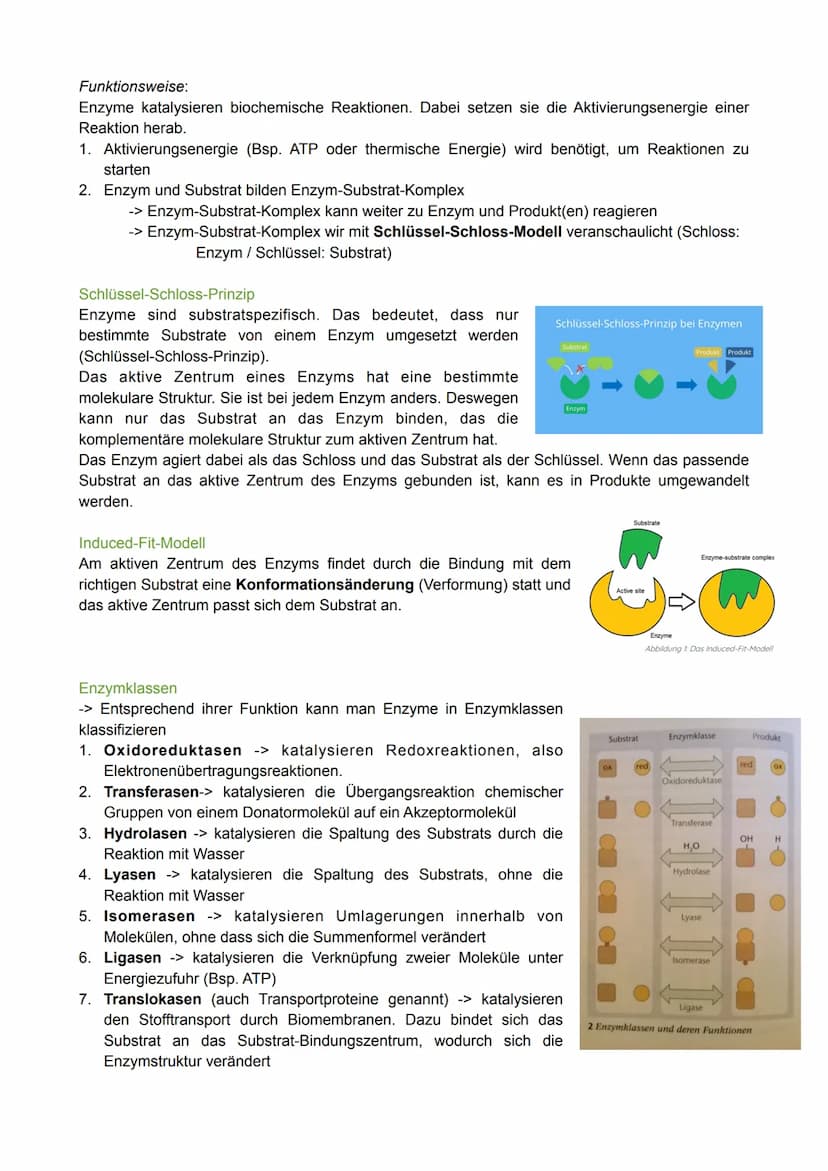 Biologie Lernzettel - Thema: Enzymatik
Definition
Enzyme sind Proteine, die als Biokatalysatoren agieren.
Das bedeutet, dass sie chemische R