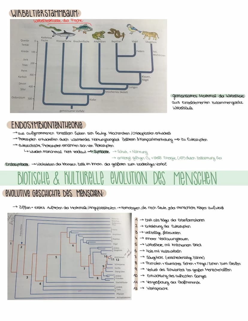 3. SEMESTER EVOLUTION
VORAUSSETZUNGEN FÜR EVOLUTION
→ Weitergabe der Gene (→→ Fortpflanzung)
→genetisch bedingte Variabilität in der Merkmal