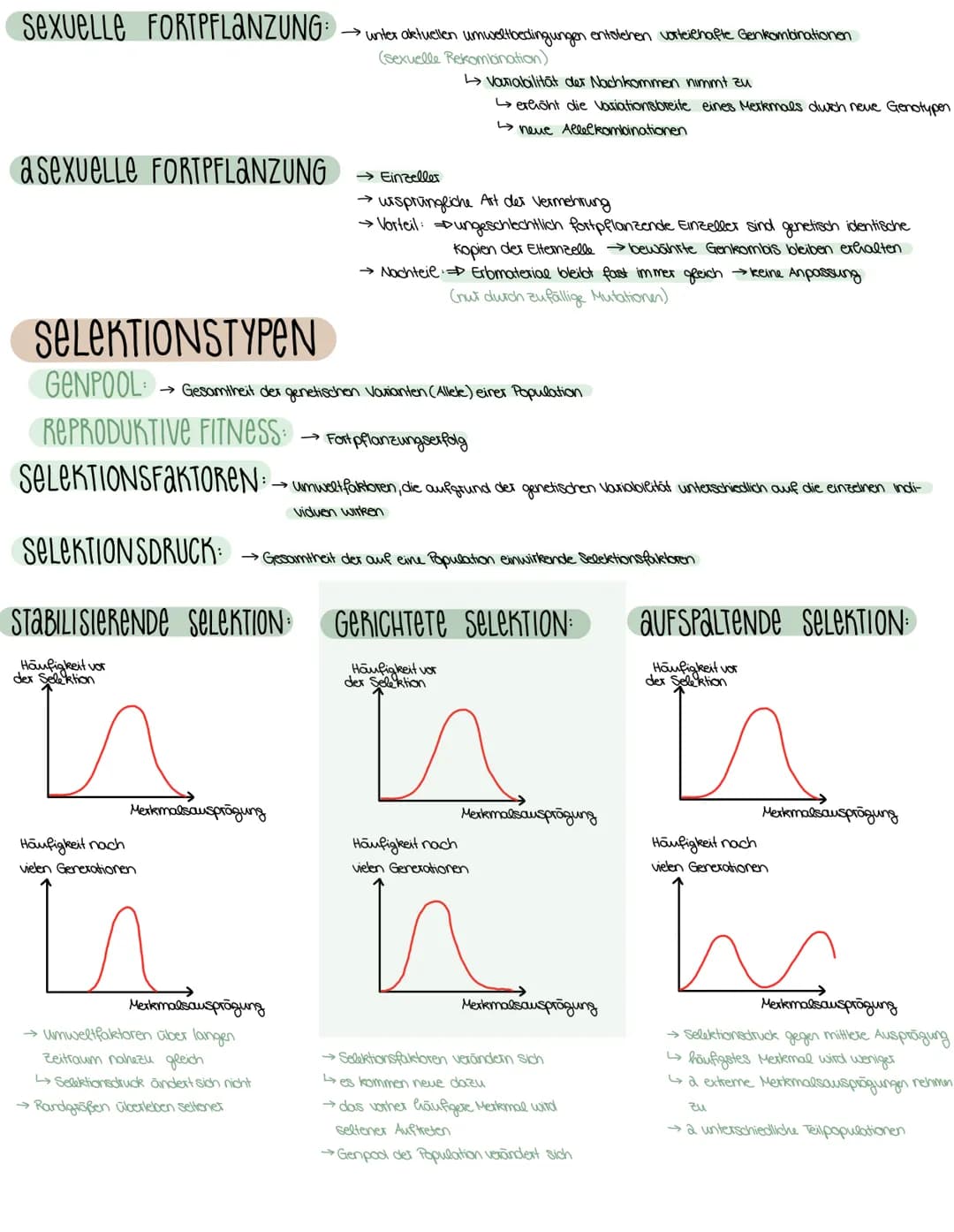 3. SEMESTER EVOLUTION
VORAUSSETZUNGEN FÜR EVOLUTION
→ Weitergabe der Gene (→→ Fortpflanzung)
→genetisch bedingte Variabilität in der Merkmal