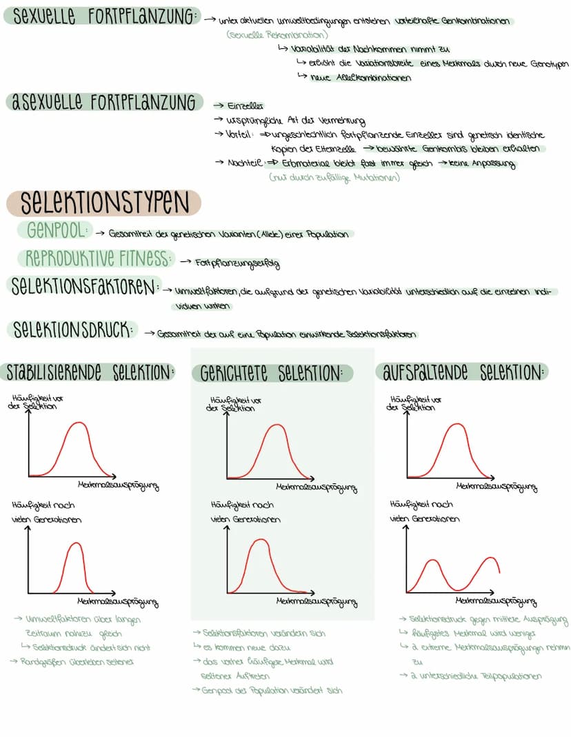 3. SEMESTER EVOLUTION
VORAUSSETZUNGEN FÜR EVOLUTION
→ Weitergabe der Gene (→→ Fortpflanzung)
→genetisch bedingte Variabilität in der Merkmal