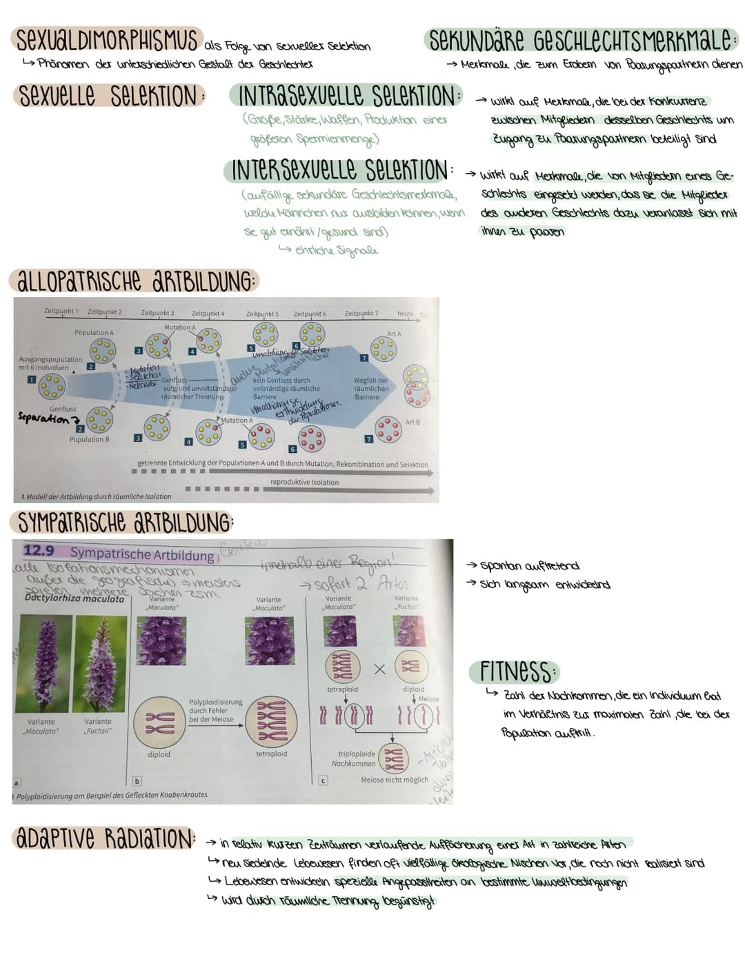 3. SEMESTER EVOLUTION
VORAUSSETZUNGEN FÜR EVOLUTION
→ Weitergabe der Gene (→→ Fortpflanzung)
→genetisch bedingte Variabilität in der Merkmal