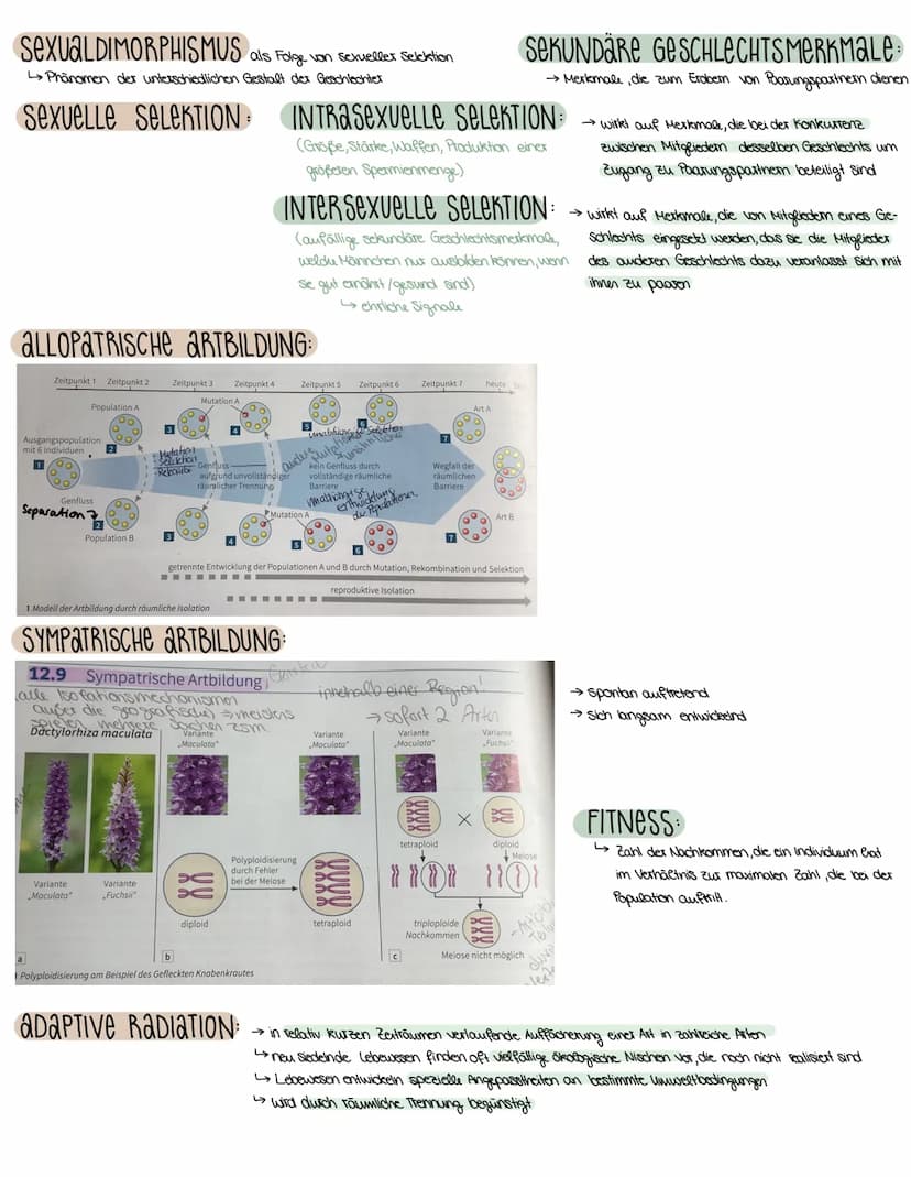 3. SEMESTER EVOLUTION
VORAUSSETZUNGEN FÜR EVOLUTION
→ Weitergabe der Gene (→→ Fortpflanzung)
→genetisch bedingte Variabilität in der Merkmal