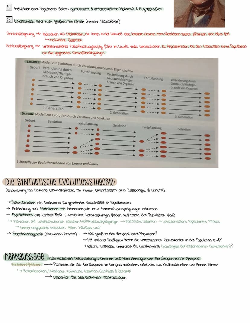 3. SEMESTER EVOLUTION
VORAUSSETZUNGEN FÜR EVOLUTION
→ Weitergabe der Gene (→→ Fortpflanzung)
→genetisch bedingte Variabilität in der Merkmal