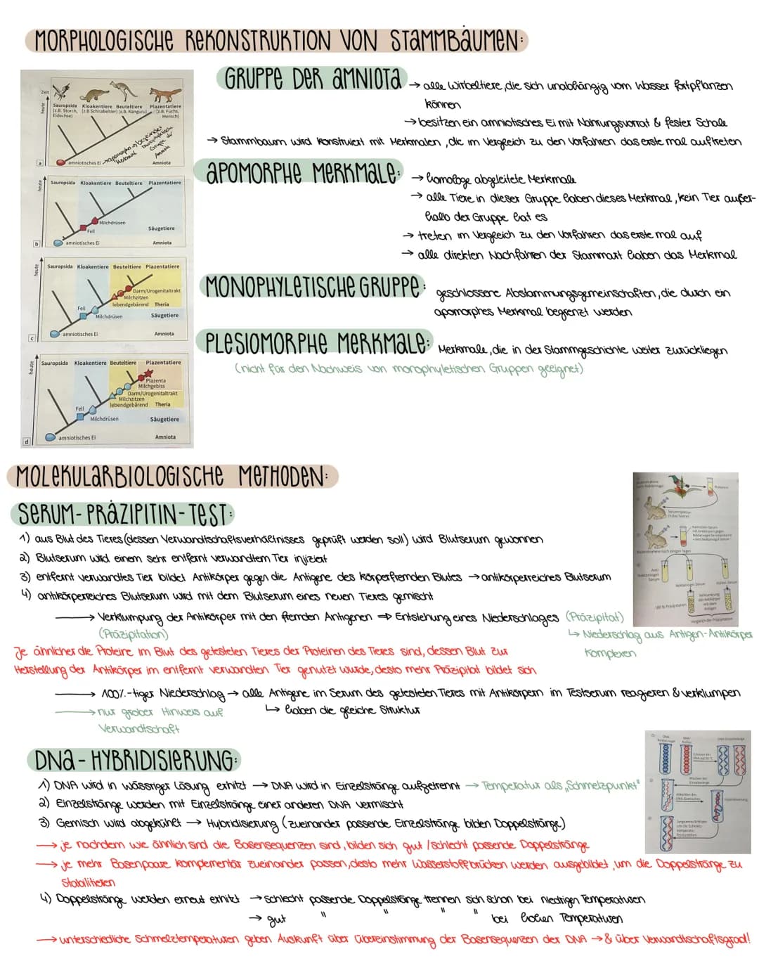3. SEMESTER EVOLUTION
VORAUSSETZUNGEN FÜR EVOLUTION
→ Weitergabe der Gene (→→ Fortpflanzung)
→genetisch bedingte Variabilität in der Merkmal
