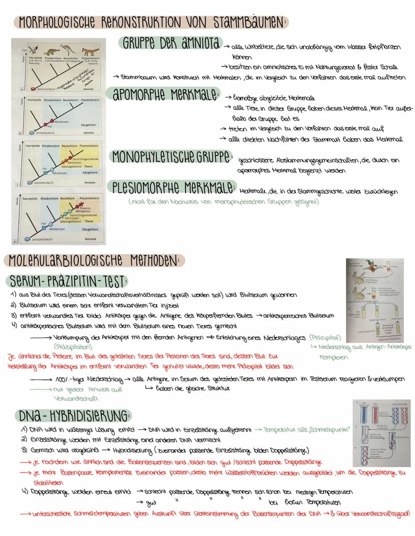 3. SEMESTER EVOLUTION
VORAUSSETZUNGEN FÜR EVOLUTION
→ Weitergabe der Gene (→→ Fortpflanzung)
→genetisch bedingte Variabilität in der Merkmal