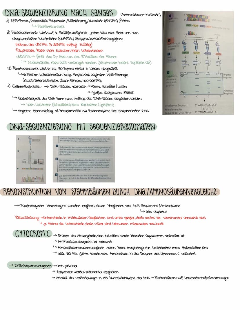 3. SEMESTER EVOLUTION
VORAUSSETZUNGEN FÜR EVOLUTION
→ Weitergabe der Gene (→→ Fortpflanzung)
→genetisch bedingte Variabilität in der Merkmal