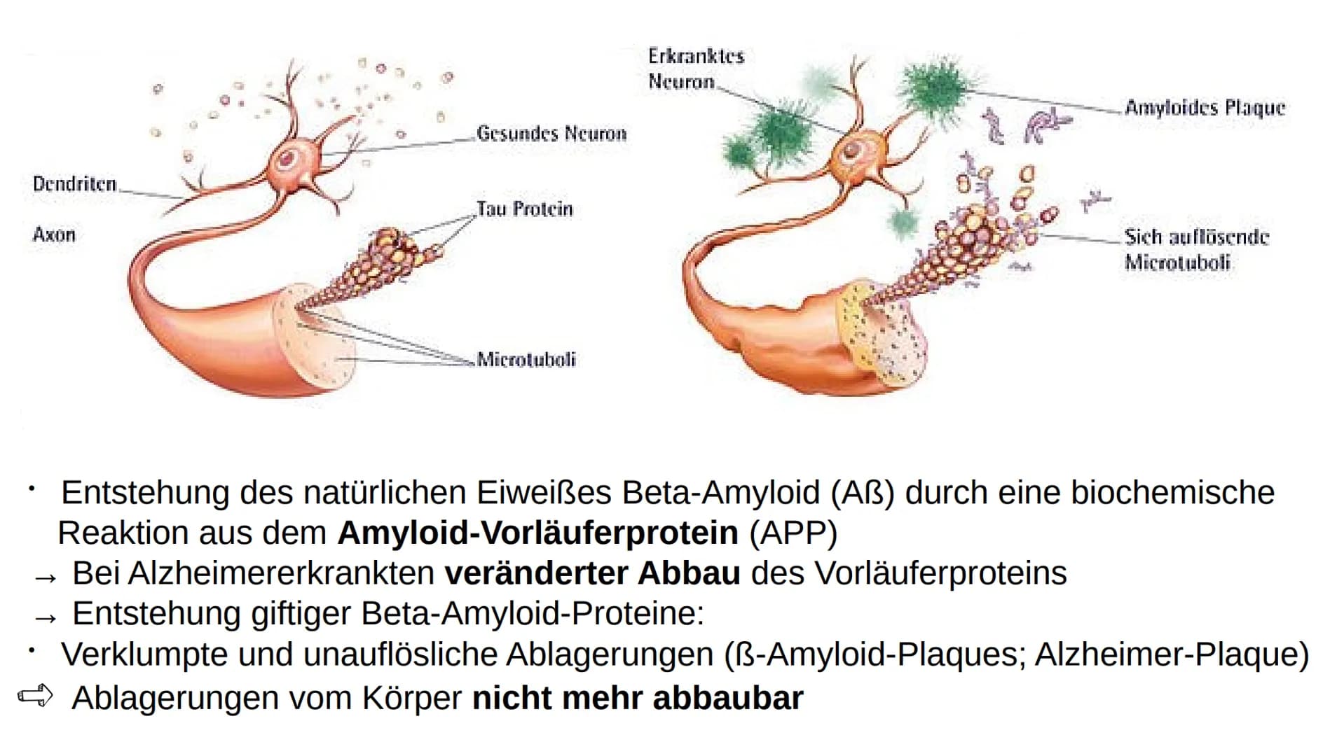 Wie heißen Sie?
,,Auguste"
Familienname?
,,Auguste"
Wie heißt Ihr Mann?
Auguste Deter zögert, antwortet schließlich:
,,Ich glaube... Auguste