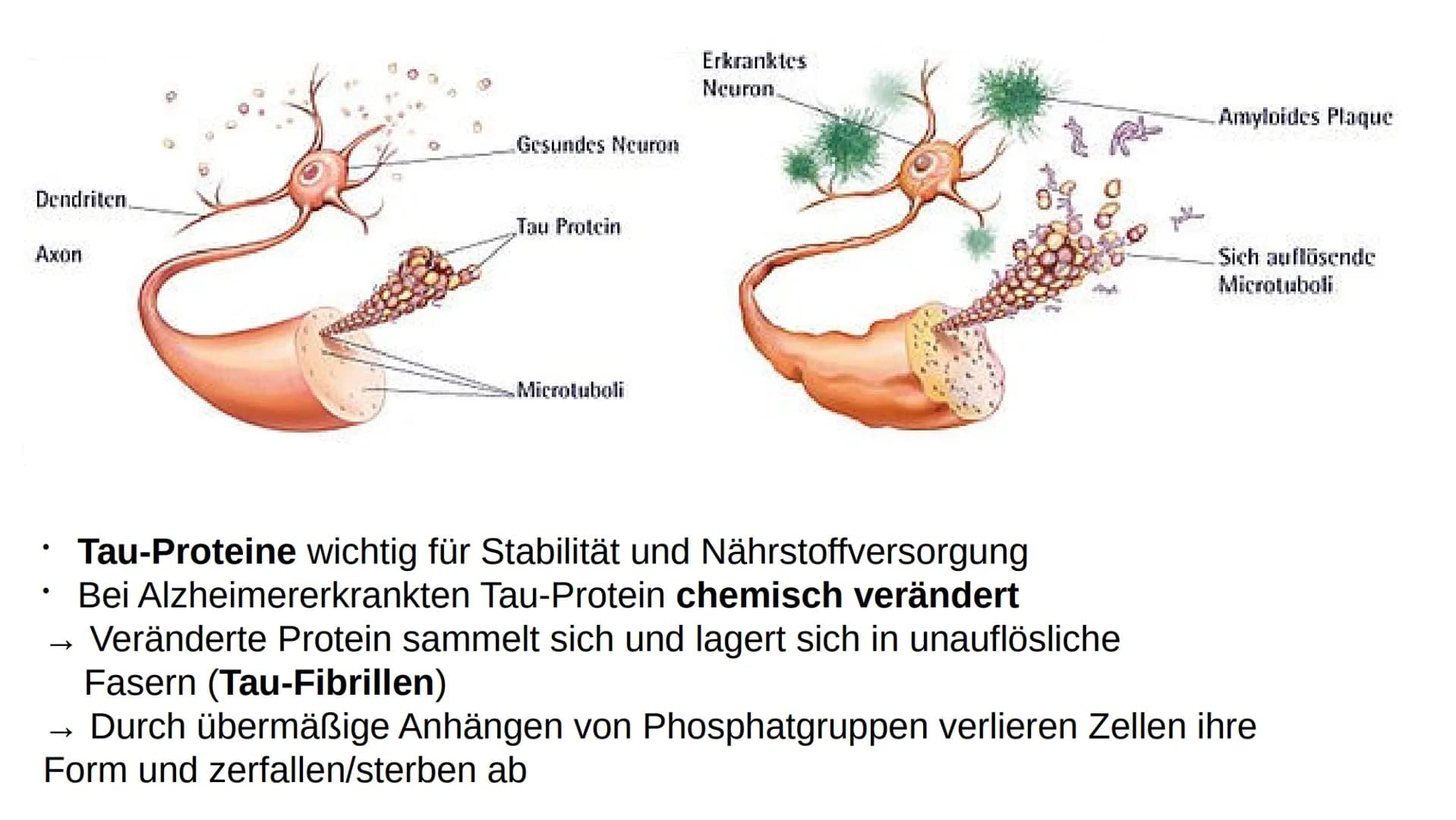 Wie heißen Sie?
,,Auguste"
Familienname?
,,Auguste"
Wie heißt Ihr Mann?
Auguste Deter zögert, antwortet schließlich:
,,Ich glaube... Auguste