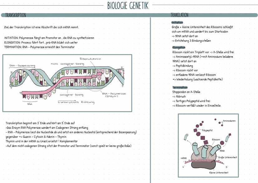 DNA UND RNA
Chromosomen bestehen aus zwei nahaneinander liegenden
Hälften
-> Chromatiden: Am Centromer verbunden
->X-ähnliches Aussehen
• We