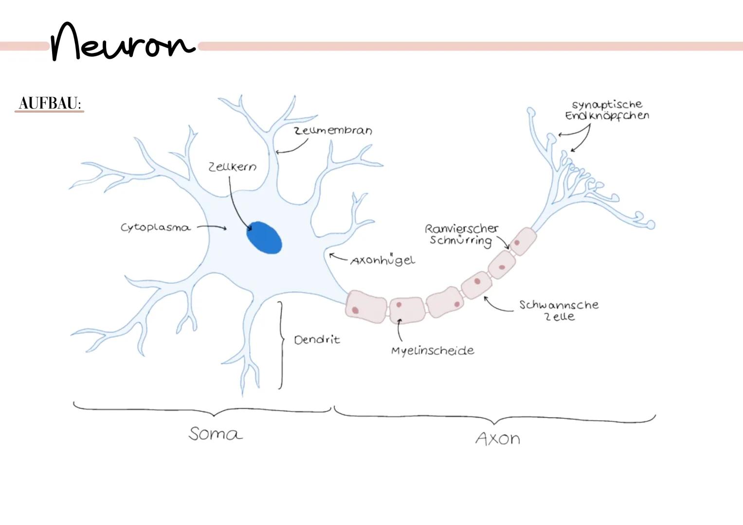 Neuron
AUFBAU:
Cytoplasma
Zellkern
Soma
Zeumembran
Dendrit
- Axonhügel
Ranvierscher
Schnürring
boob
Myelinscheide
synaptische
End knöpfchen
