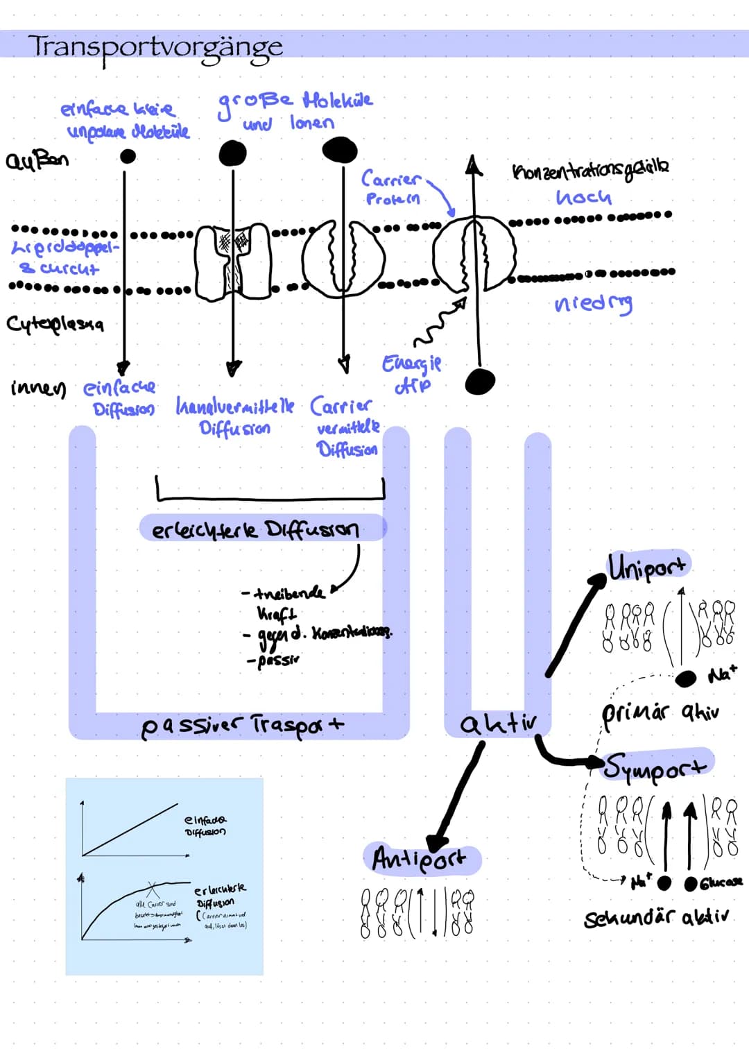  Zellorganell
Ribosomen
Mitochondrien
Cytoskelett
Zellkern
Endoplasmatisches
Retikulum
Chloroplast
Dictyosom
Zellbiologie
Bau und Funktion v
