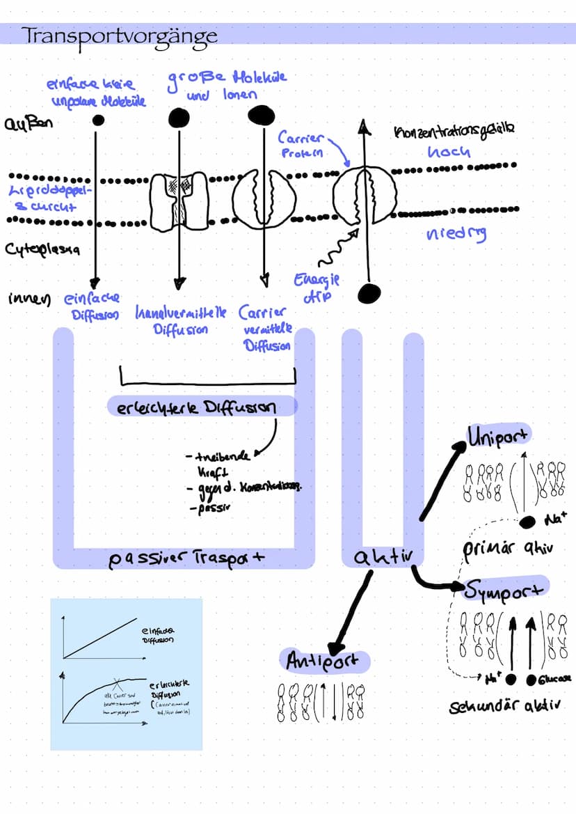  Zellorganell
Ribosomen
Mitochondrien
Cytoskelett
Zellkern
Endoplasmatisches
Retikulum
Chloroplast
Dictyosom
Zellbiologie
Bau und Funktion v