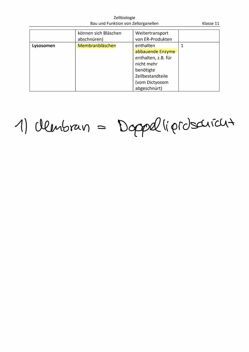  Zellorganell
Ribosomen
Mitochondrien
Cytoskelett
Zellkern
Endoplasmatisches
Retikulum
Chloroplast
Dictyosom
Zellbiologie
Bau und Funktion v