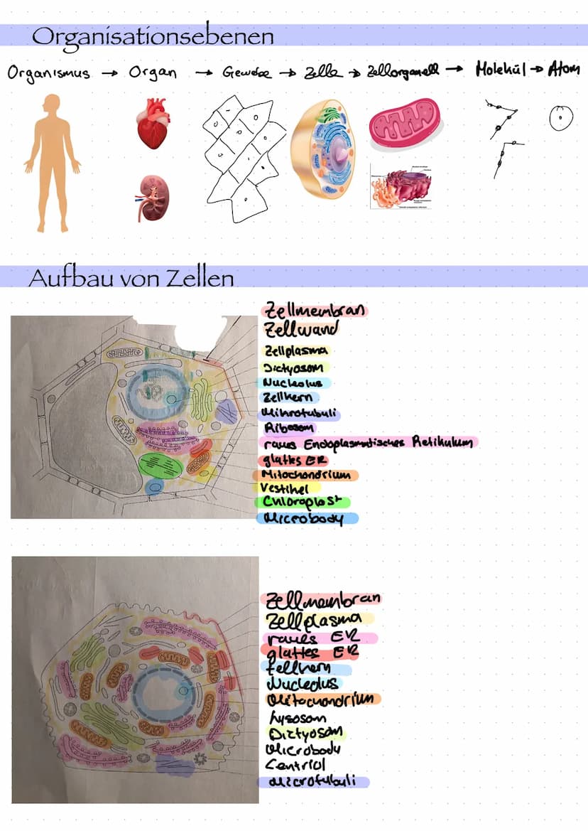  Zellorganell
Ribosomen
Mitochondrien
Cytoskelett
Zellkern
Endoplasmatisches
Retikulum
Chloroplast
Dictyosom
Zellbiologie
Bau und Funktion v