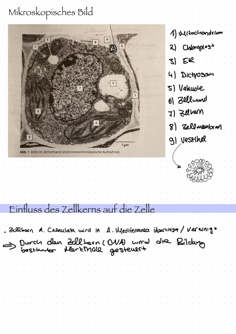  Zellorganell
Ribosomen
Mitochondrien
Cytoskelett
Zellkern
Endoplasmatisches
Retikulum
Chloroplast
Dictyosom
Zellbiologie
Bau und Funktion v