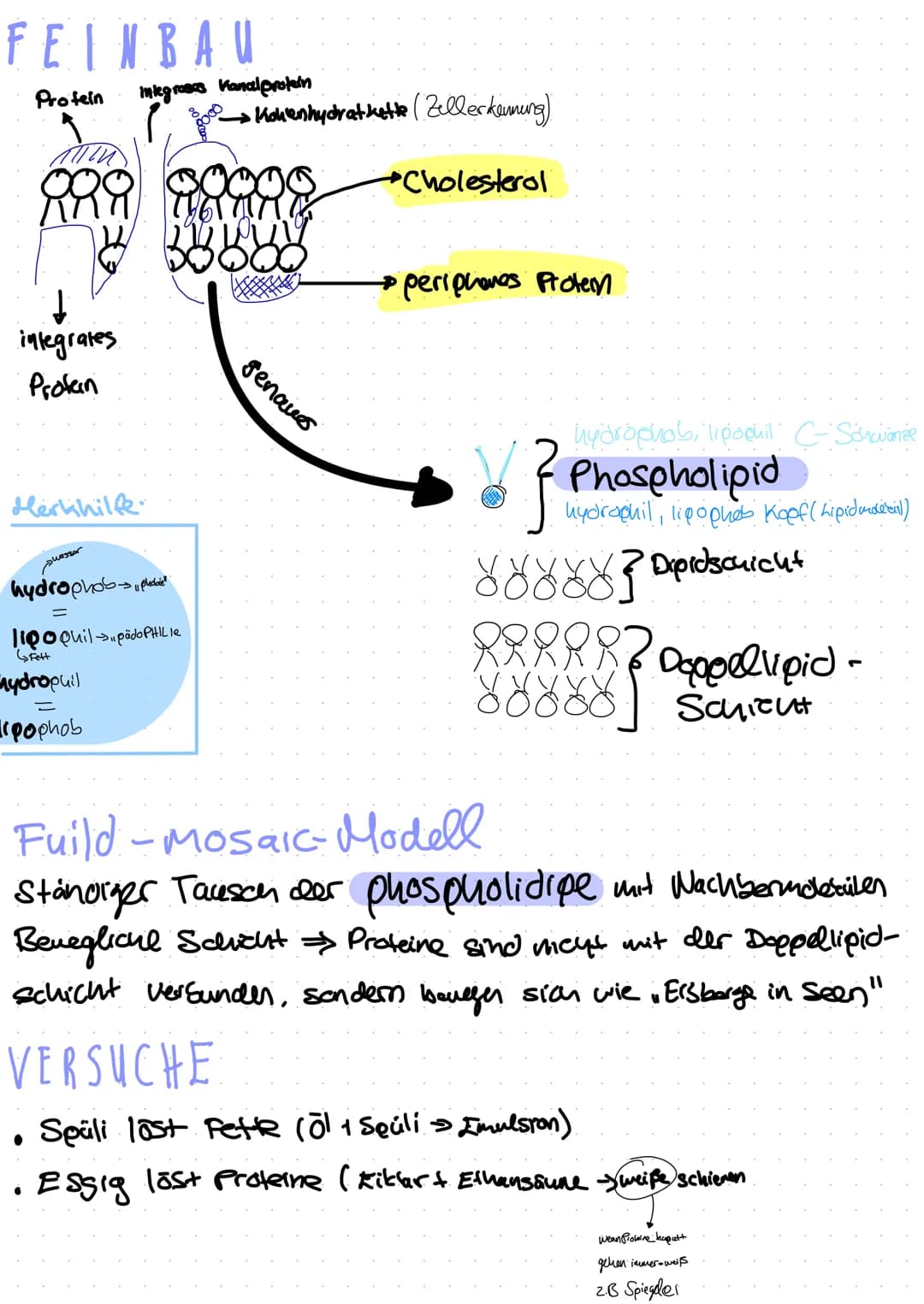  Zellorganell
Ribosomen
Mitochondrien
Cytoskelett
Zellkern
Endoplasmatisches
Retikulum
Chloroplast
Dictyosom
Zellbiologie
Bau und Funktion v
