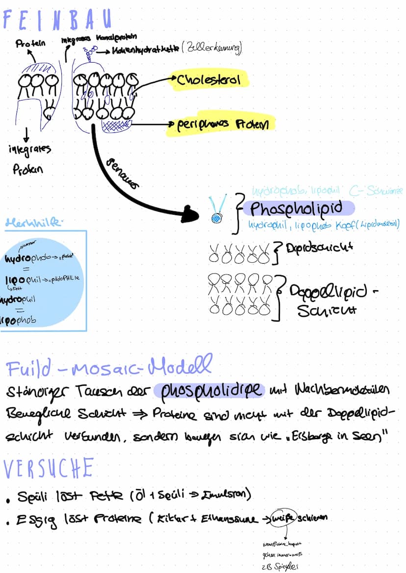  Zellorganell
Ribosomen
Mitochondrien
Cytoskelett
Zellkern
Endoplasmatisches
Retikulum
Chloroplast
Dictyosom
Zellbiologie
Bau und Funktion v