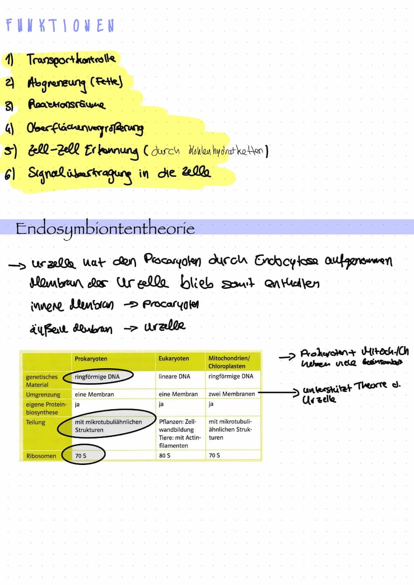  Zellorganell
Ribosomen
Mitochondrien
Cytoskelett
Zellkern
Endoplasmatisches
Retikulum
Chloroplast
Dictyosom
Zellbiologie
Bau und Funktion v