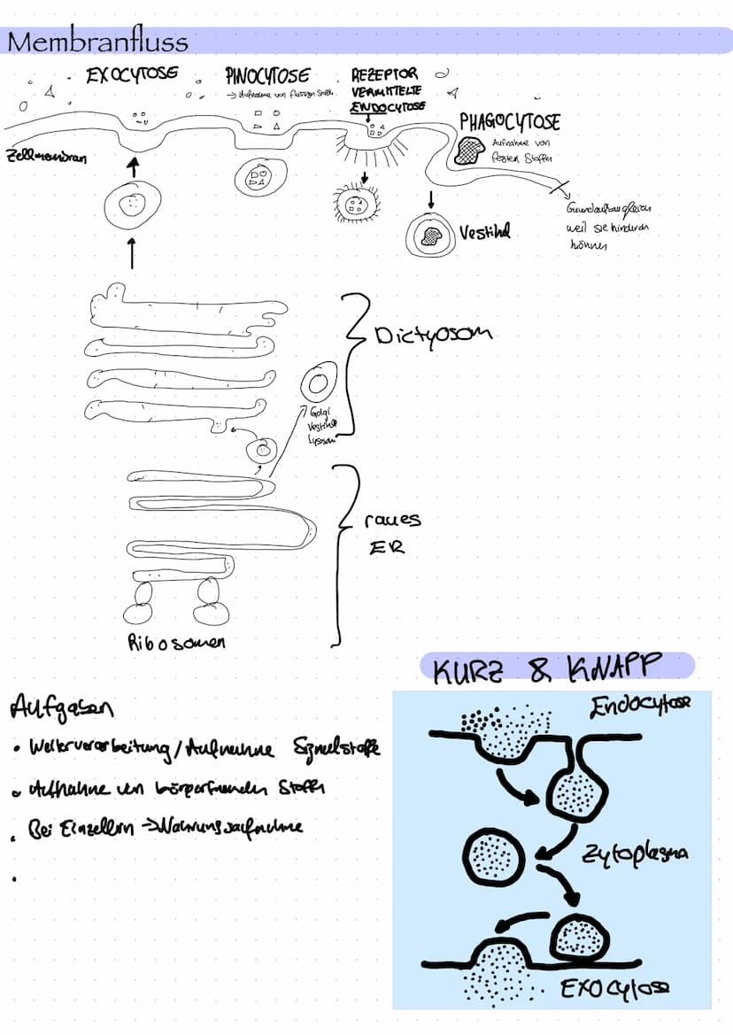  Zellorganell
Ribosomen
Mitochondrien
Cytoskelett
Zellkern
Endoplasmatisches
Retikulum
Chloroplast
Dictyosom
Zellbiologie
Bau und Funktion v