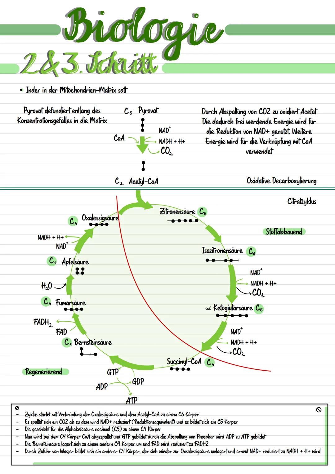 
<p>Mitochondrien sind langgestreckte, abgerundete Zellbestandteile, die etwa 0,001 mm bis 0,005 nm groß sind. Sie werden durch eine Doppelm