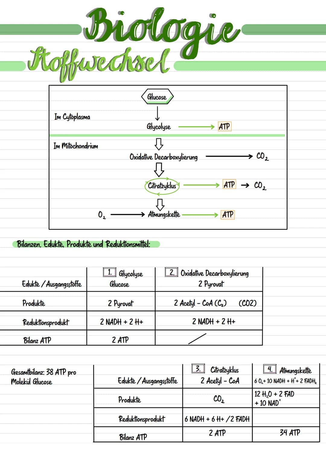 
<p>Mitochondrien sind langgestreckte, abgerundete Zellbestandteile, die etwa 0,001 mm bis 0,005 nm groß sind. Sie werden durch eine Doppelm