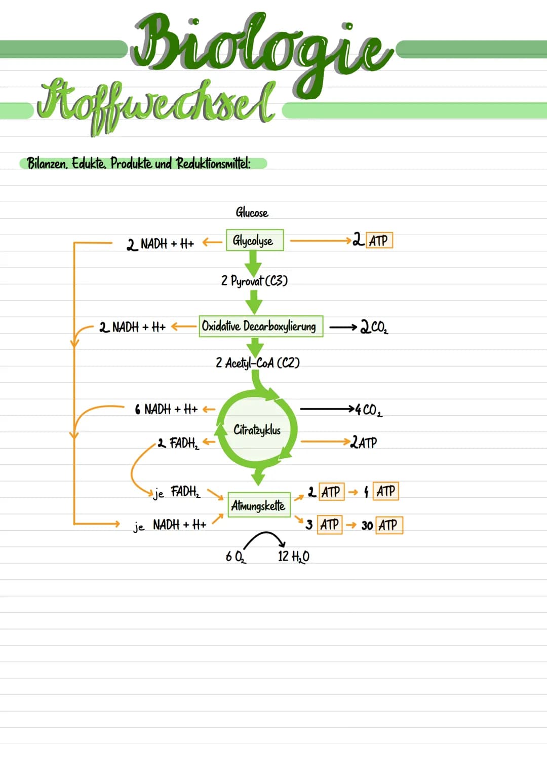 
<p>Mitochondrien sind langgestreckte, abgerundete Zellbestandteile, die etwa 0,001 mm bis 0,005 nm groß sind. Sie werden durch eine Doppelm