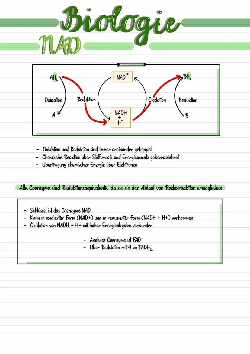 
<p>Mitochondrien sind langgestreckte, abgerundete Zellbestandteile, die etwa 0,001 mm bis 0,005 nm groß sind. Sie werden durch eine Doppelm