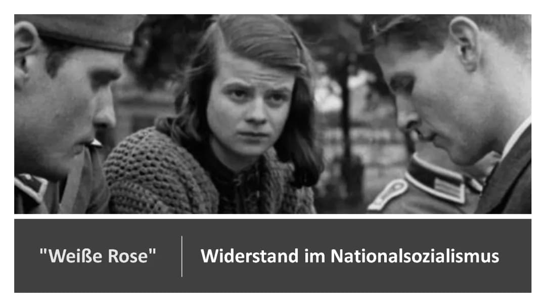 Weiße Rose 