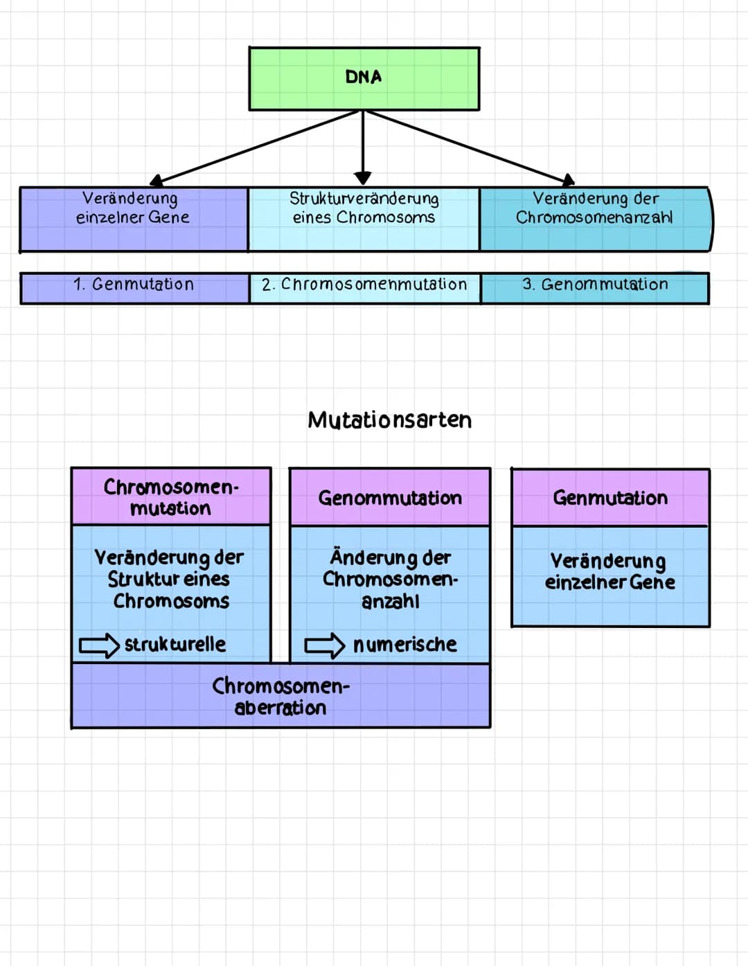 Veränderung
einzelner Gene
1. Genmutation
Chromosomen-
mutation
Veränderung der
Struktur eines
Chromosoms
strukturelle
DNA
Strukturveränderu