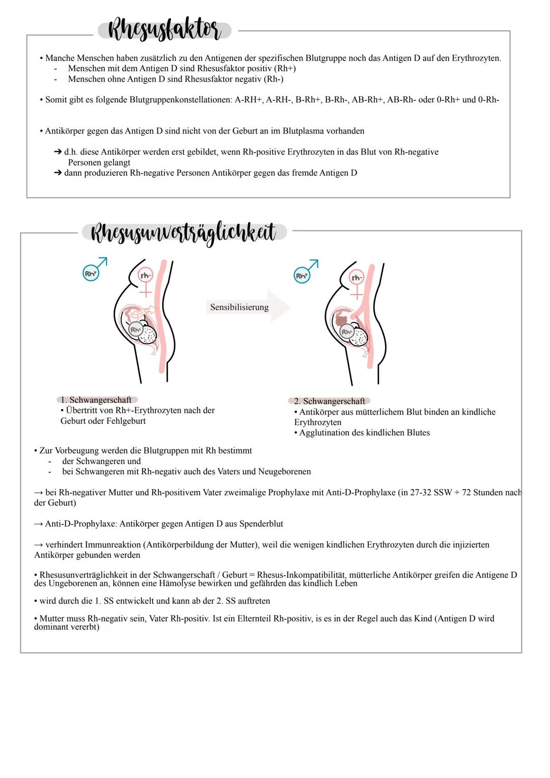 feste Bestandteile
(zelluläre Bestandteile / Blutzellen /- körperchen)
ca. 45%
Erythrozyten (rote Blutzellen / -körperchen)
→ 99% aller Blut