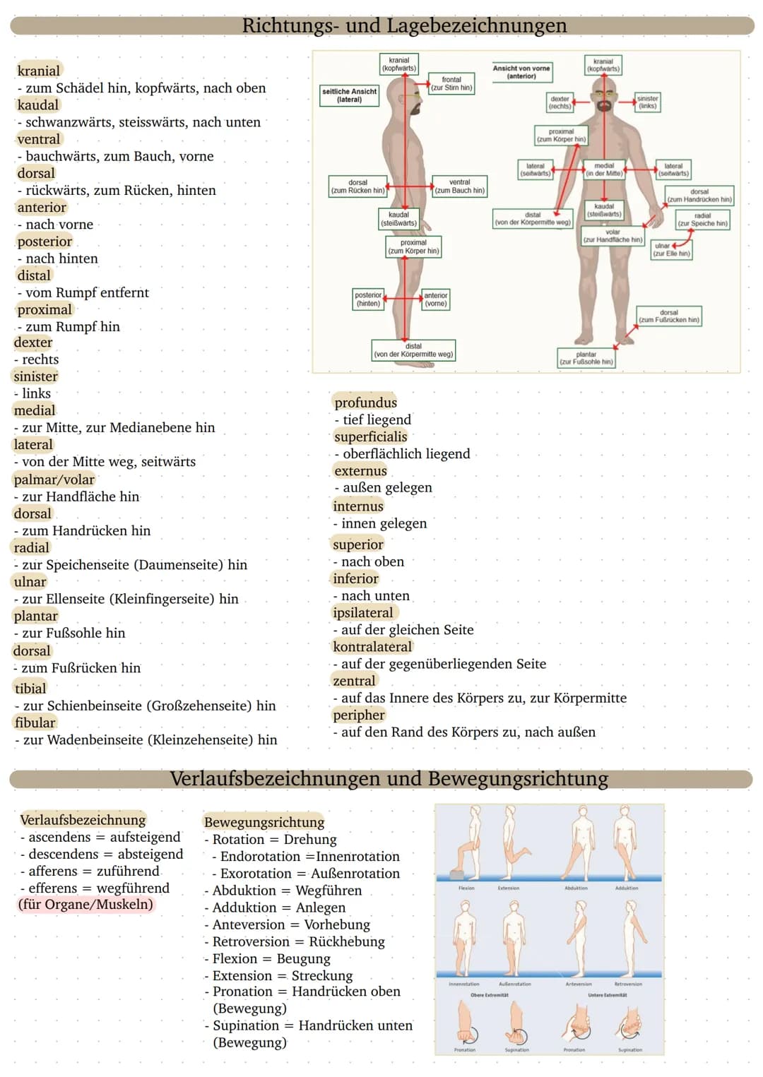 Longitudinalachse (Längsachse)
- verläuft von oben nach unten oder von unten nach oben
Sagittalachse (Pfeilachse)
- verläuft von hinten nach
